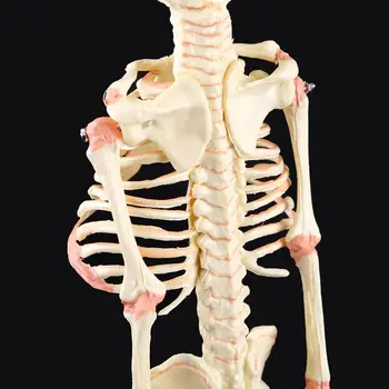 Ühe Peaga Beebi Kolju Inimeste Teadus-Mudel Skelett Anatoomia Anatoomia Õpetamise Uuring, Ekraan Dropship