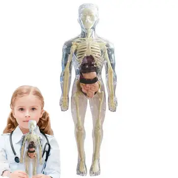 Lapsed Anatoomia Mänguasjad 3D inimkeha Mänguasi Keha Anatoomia Mudel, Pehme Inimese Keha Anatoomia Nukk Realistlik Eemaldatav Orel Luu Ekraan