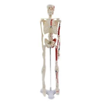 17 Tolline Mini Inimese Skelett Anatoomia Mudel Teaduse Klassiruumis Keha Skelett Mudel