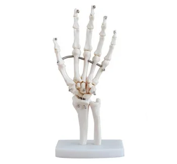 suur allahindlus! Käsi Ühine Anatoomilise Skelett Mudeli Inimeste Meditsiinilise Anatoomia Elusuuruses H#