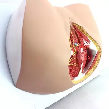 PVC Inimeste Naine Lahkliha Levator Ani Sidemete Mudel Meditsiini Anatoomia Õpetamise Mudelid