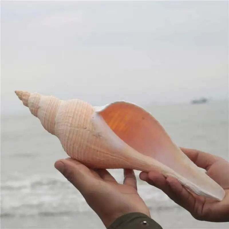 1tk Loominguline Loomulik Conch Shell Sarv Budistliku muusikariista Sarv Kodu Kaunistamiseks Kaunistused Peen Käsitöö Sarv - 2