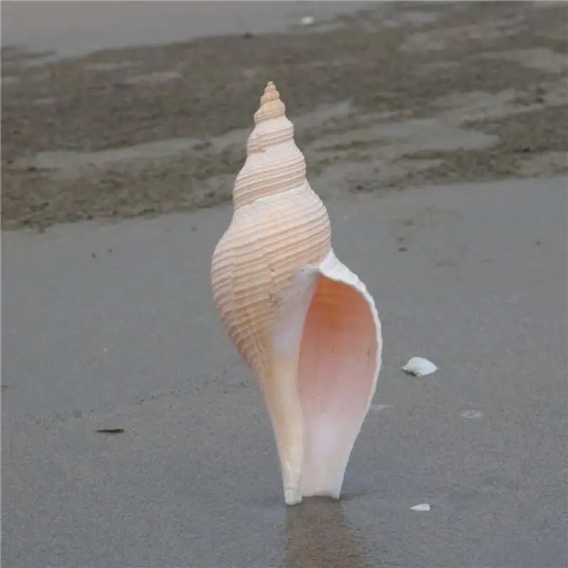 1tk Loominguline Loomulik Conch Shell Sarv Budistliku muusikariista Sarv Kodu Kaunistamiseks Kaunistused Peen Käsitöö Sarv - 4